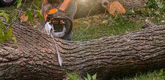 Best Tree Removal  in Lancaster, WI
