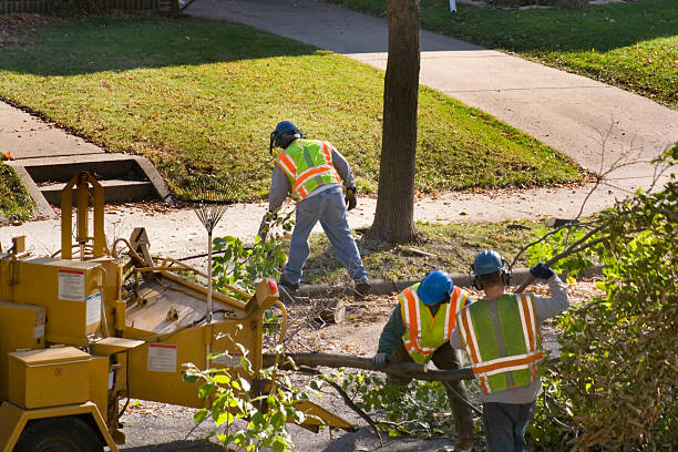 Trusted Lancaster, WI Tree Services Experts