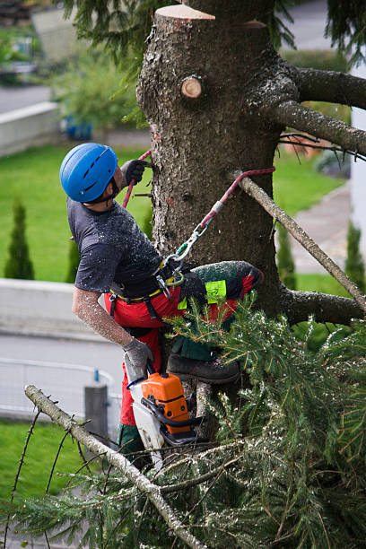 Best Tree Mulching  in Lancaster, WI